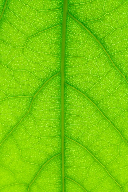 green leaf macro green leaf texture close up of green leaf