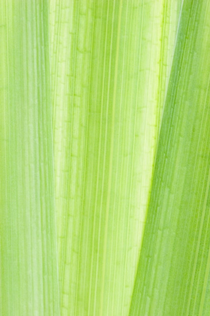 Green leaf macro shot