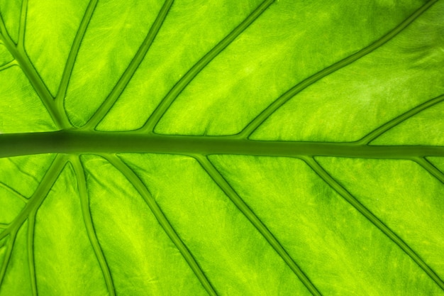 Green leaf macro texture background