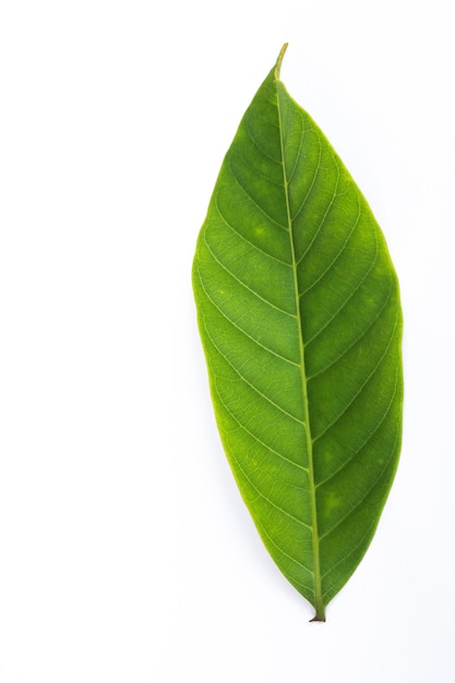 A green leaf of a mango tree