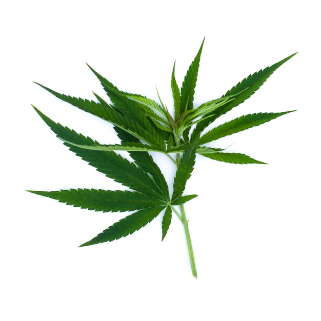 Green leaf marijuana on white Herb object