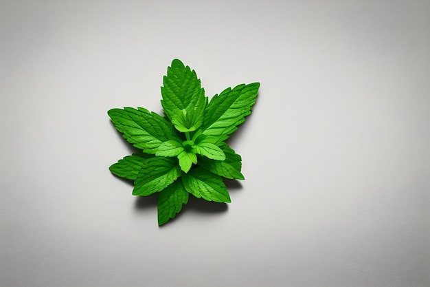 a green leaf of mint is shown on a white background