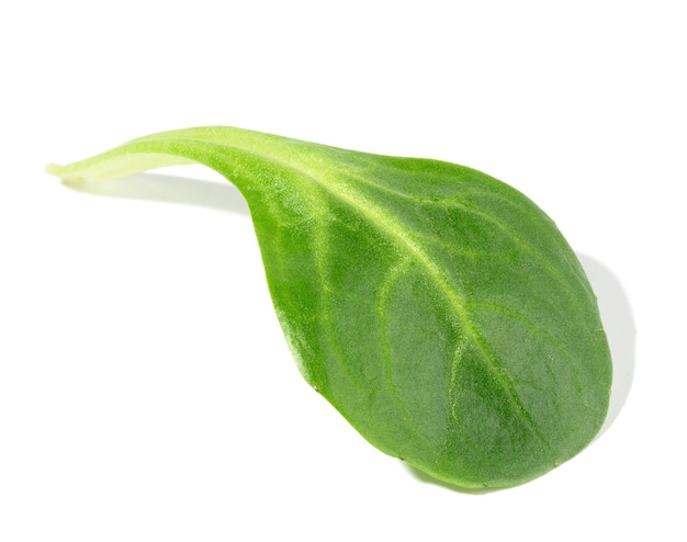 Green leaf of mung bean salad on a white isolated background healthy salad