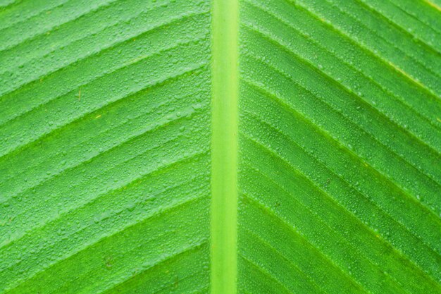 green leaf nature wallpaper