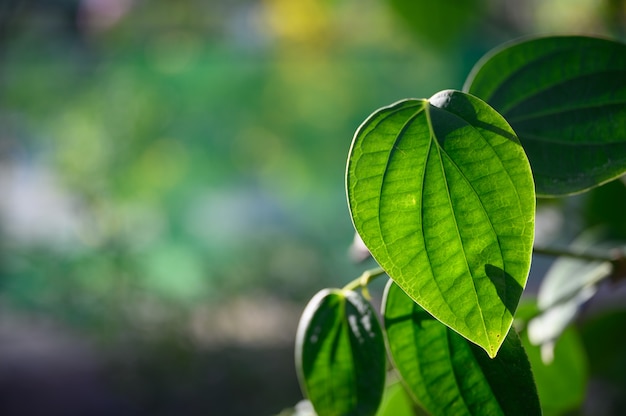 Green leaf nature with bokeh, tropical leaf.