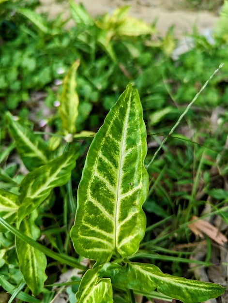 A green leaf object isolated