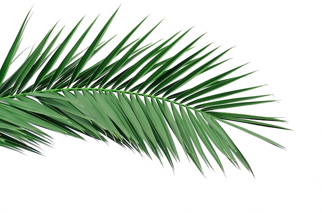 Green leaf of a palm tree. Isolate on white