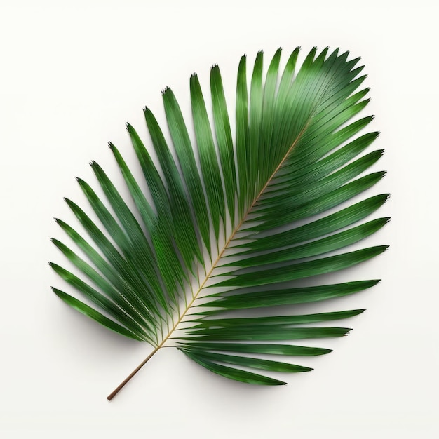 A green leaf of a palm tree on a white background