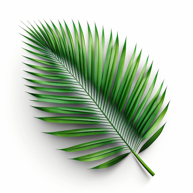 A green leaf of a palm tree on a white background