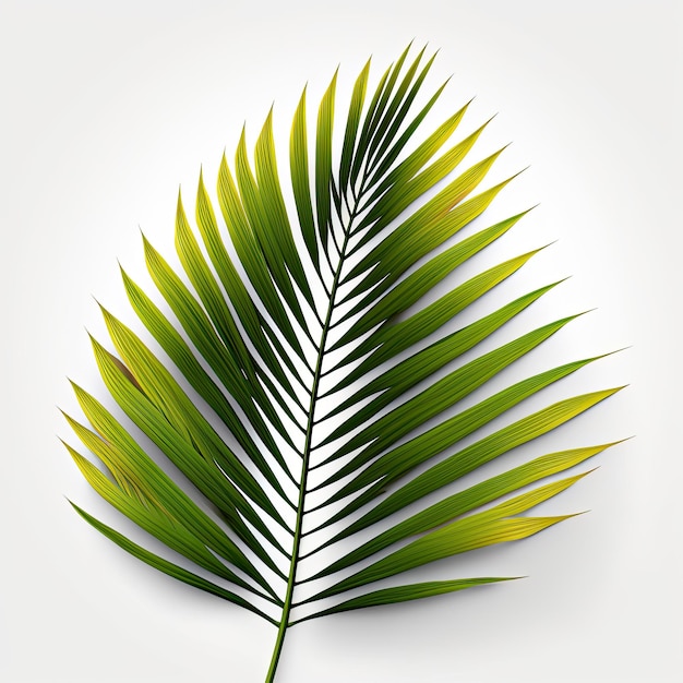 A green leaf of a palm tree on a white background