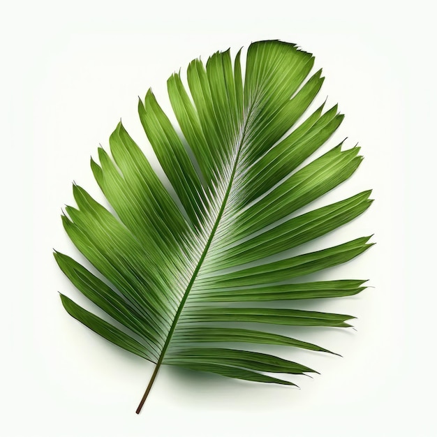 A green leaf of a palm tree on a white background