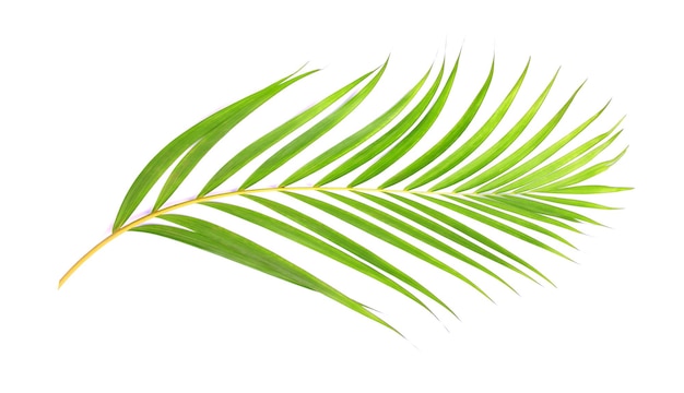 Green leaf of palm tree on white background