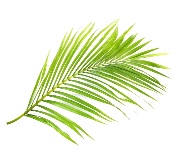 Green leaf of palm tree on white background