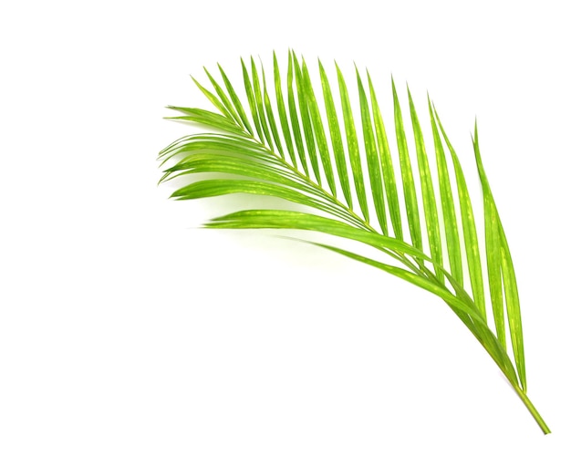 Green leaf of palm tree on white background