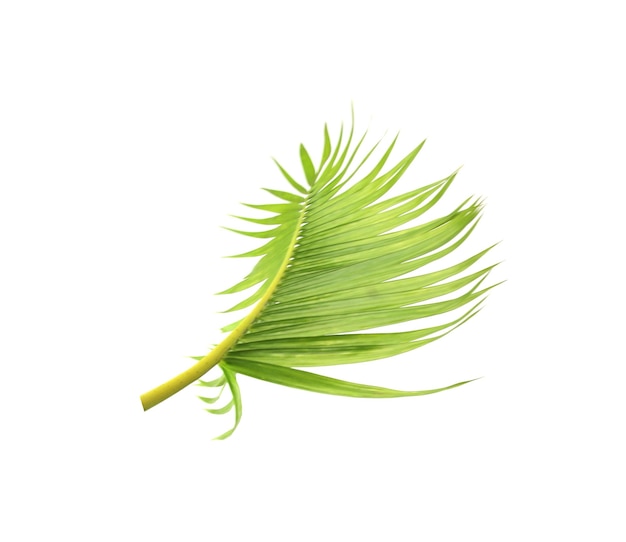 Green leaf of palm tree on white background