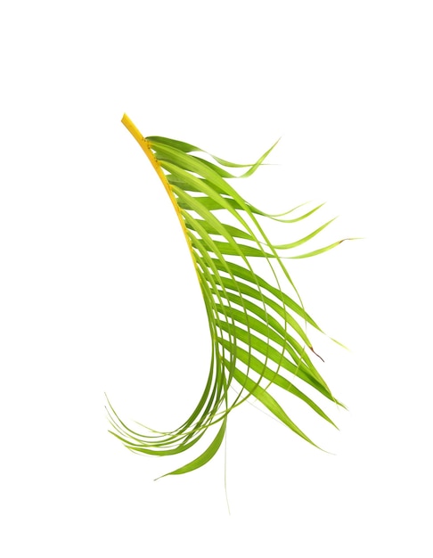 Green leaf of palm tree on white background