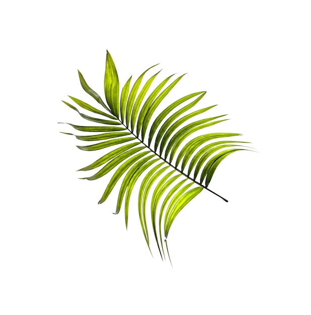 Green leaf of palm tree on white background