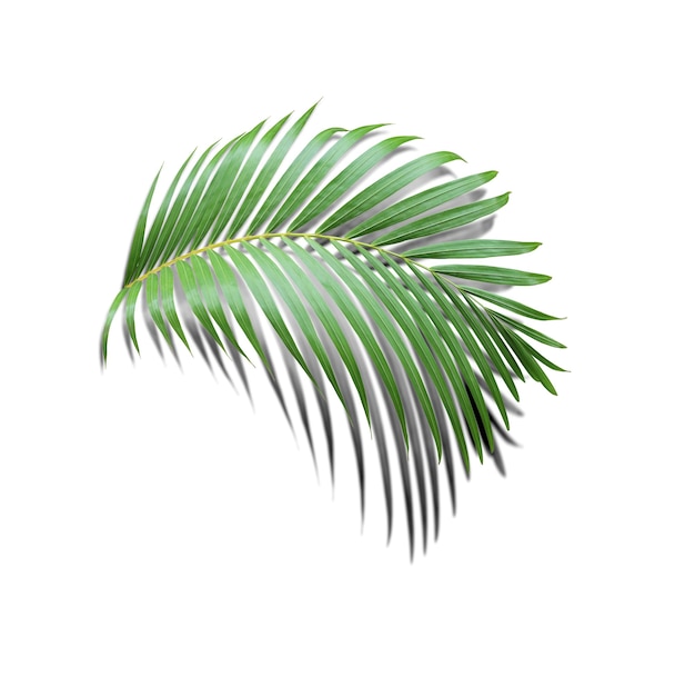 Green leaf of palm tree with shadow on white background