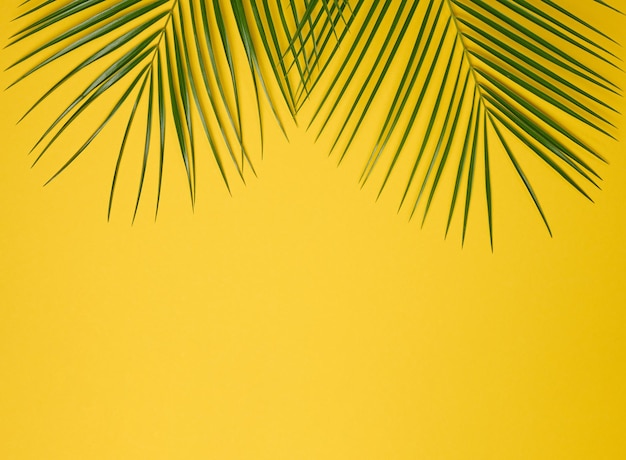 Green leaf of palm tree on yellow background. View from above, copy space