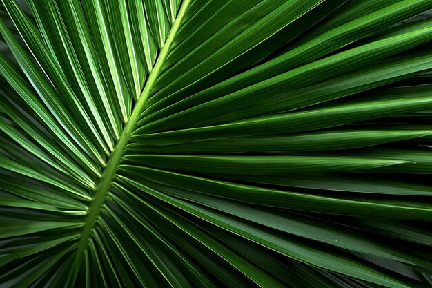 A green leaf of a palm tree