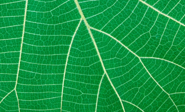 Green leaf pattern background