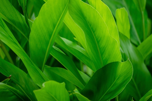 Green leaf pattern background