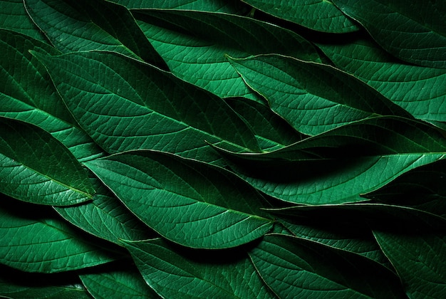 Green leaf pattern texture. Leaf texture background