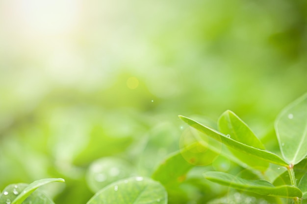 Green leaf of peanut on blurred greenery background. Closeup, Copy space for text.