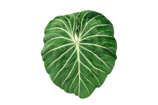 Green Leaf of philodendron on isolated white Philodendron plant