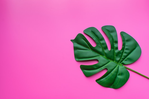 Green leaf pink background.