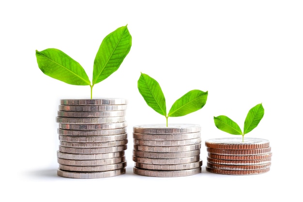 Green leaf plant on save money coins Business finance saving banking investment concept