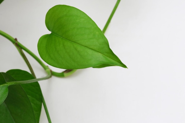 A green leaf on a plant that has the word love on it