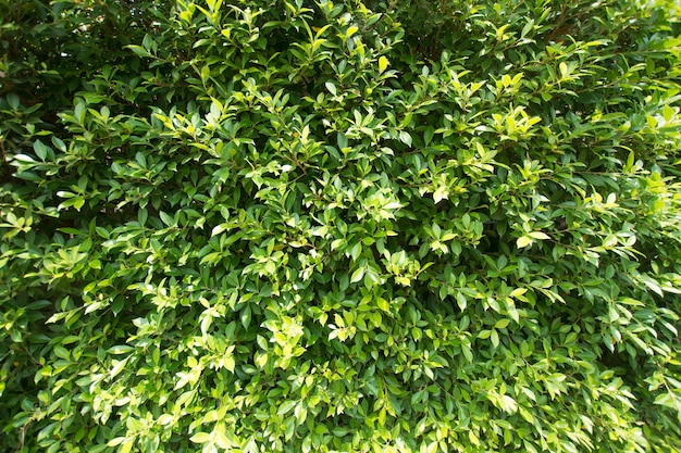 green leaf of plant on the wall.