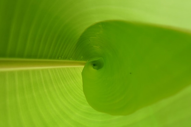 A green leaf of a plant with a small black spot on it.