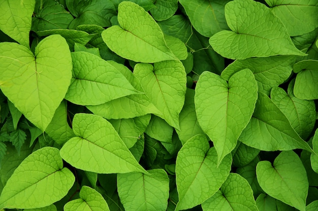 Green leaf plants