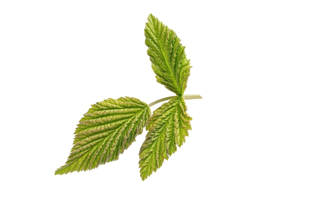 Green leaf of raspberry isolated on white background Raspberry leaves with clipping path