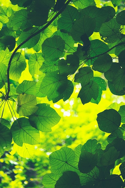 Green leaf, Rim Light