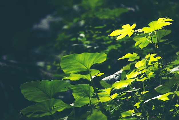 Green leaf, Rim Light