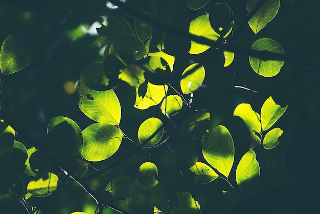 Green leaf, Rim Light