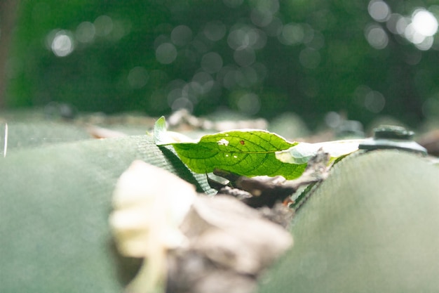 green leaf on the roof of the gazebo