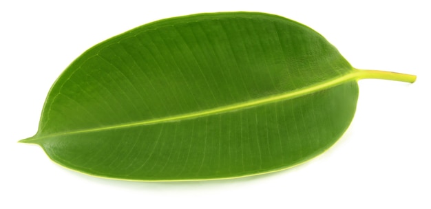 Green leaf of Rubber plant over white background