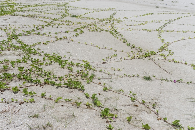 Green leaf on the sand. Vine plant growing in the sand.