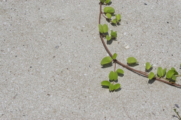 Green leaf on the sand. Vine plant growing in the sand.