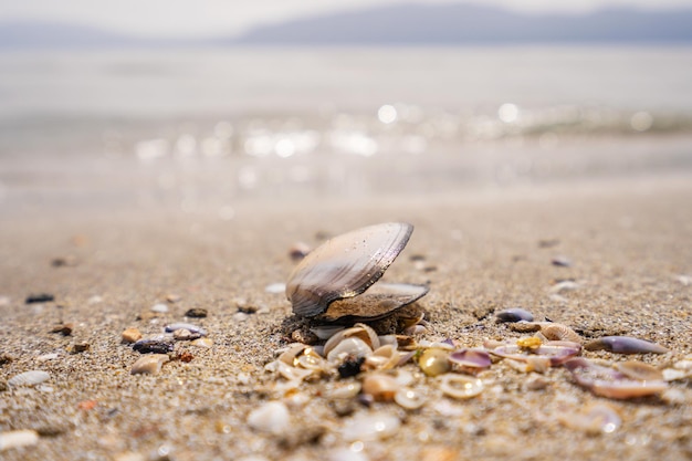 Green leaf on the stone on a beach sand high quality photo