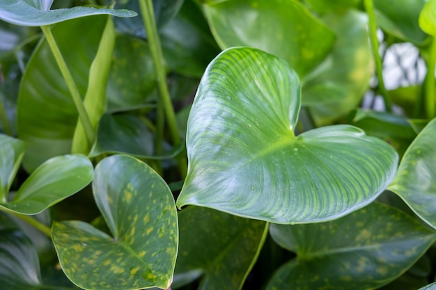 green leaf under sunlight in the garden