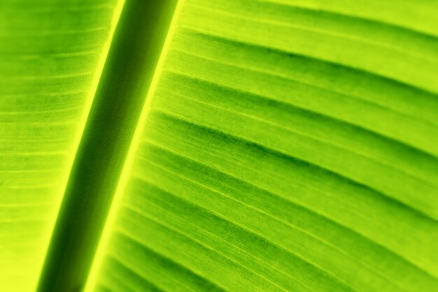 Green leaf surface closeup background