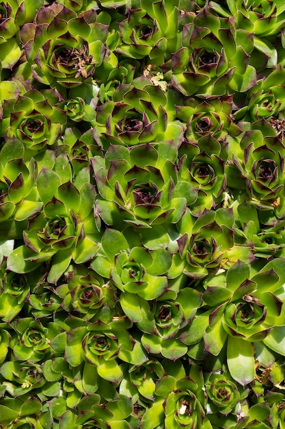 Green leaf surface texture Abstract plant backdrop Natural effect pattern Textured background