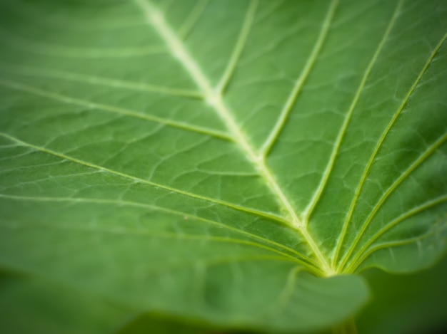 green leaf texture background with macro view