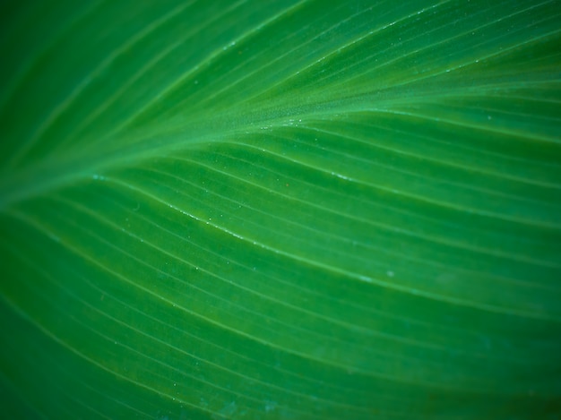 green leaf texture background with macro view