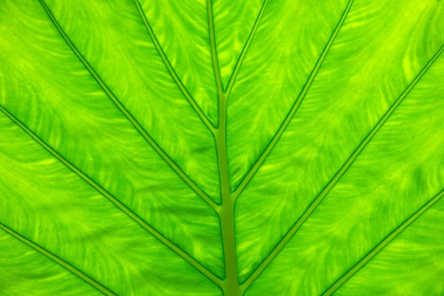 Green leaf texture background